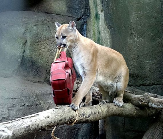 動物園七夕情人節新啟發~實習生妙懂「施比受更有福！」