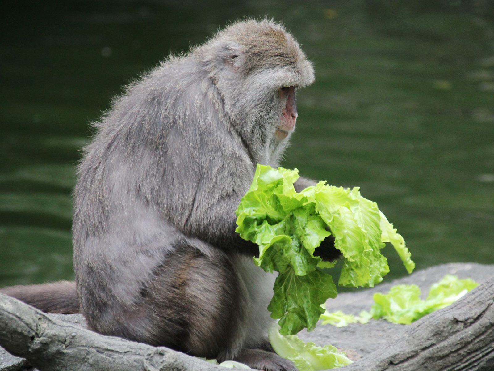 中秋柚子不爆食 減果増菜健康吃