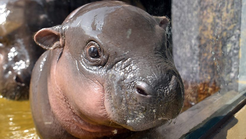 兒童節連續假期逛動物園~看侏儒河馬寶寶表演特技？！