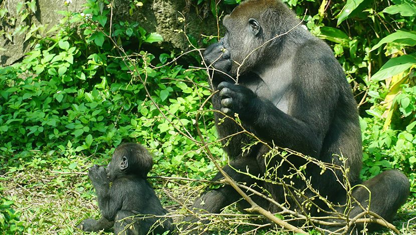 清明連假該去哪玩？ 動物園ZooBaby等你來