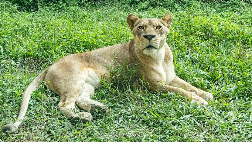 動物園內聲音饗宴？獨家音響系統解密