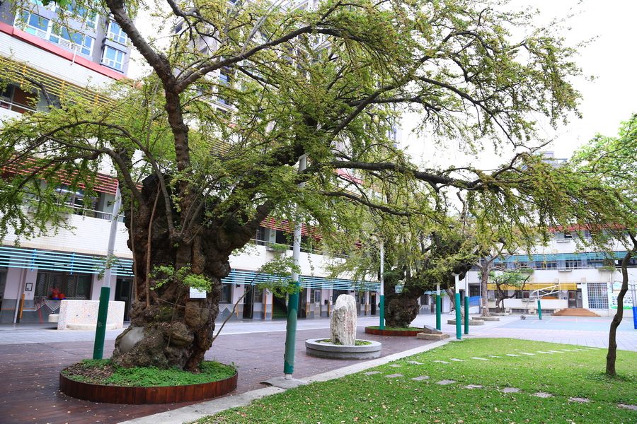 Manila tamarind