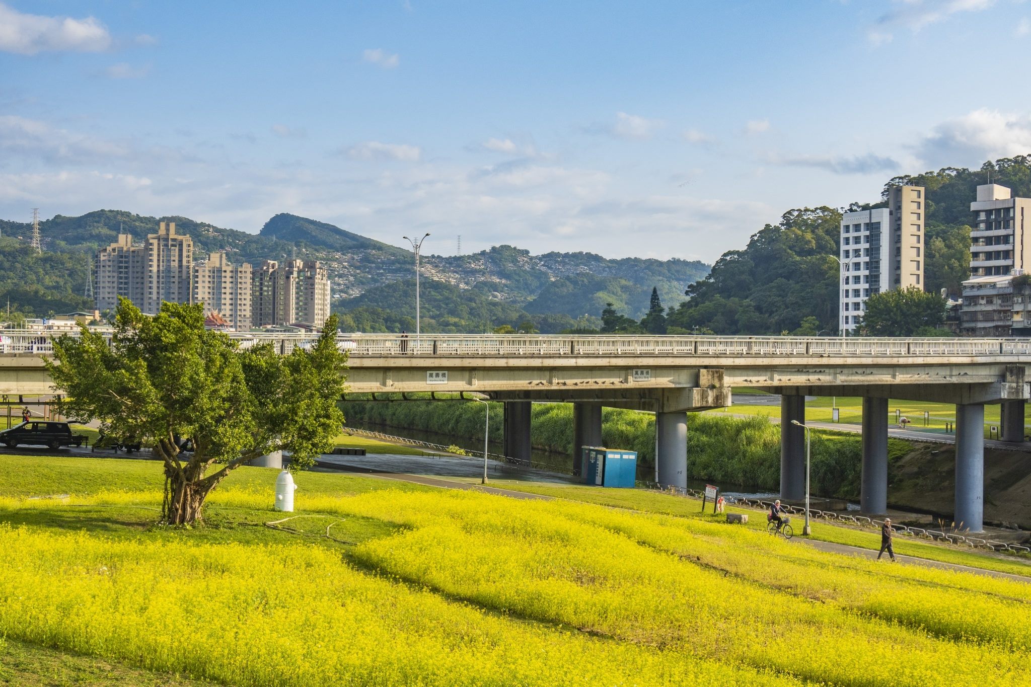 在臺北市文山區萬壽橋下，也有油菜花海可以欣賞