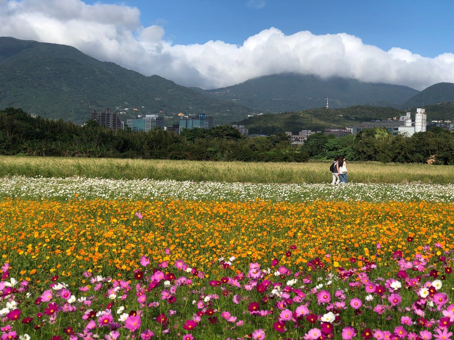 ​Guandu Sea of Flowers Showcase to Kick-off in Novemeber