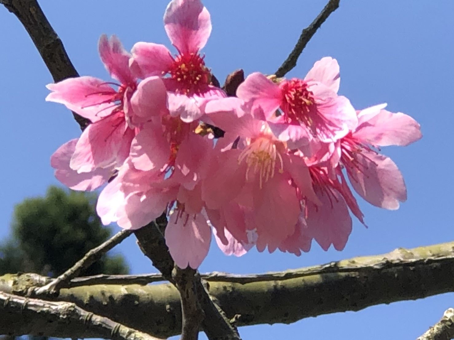 Yangmingshan Flower Festival