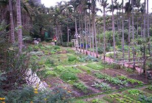 樟湖自然市民農園-菜園側拍