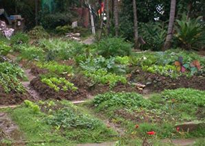 樟湖自然市民農園-菜園