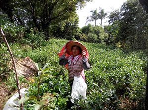 樟湖自然市民農園-採茶