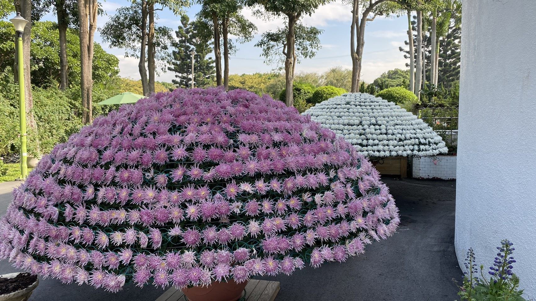 Football Chrysanthemum at Taipei Rose Garden