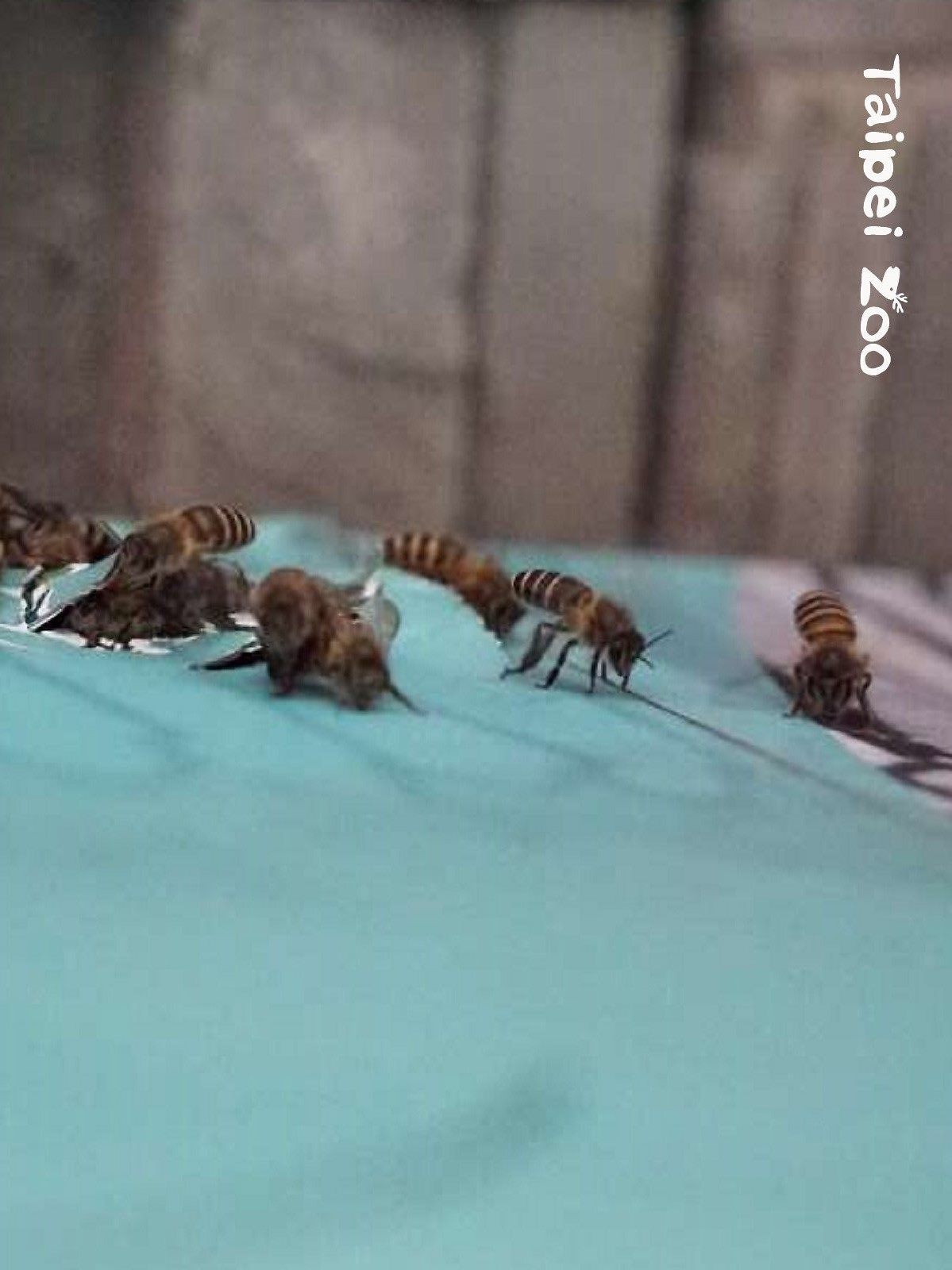 The bees located near the exhibition grounds