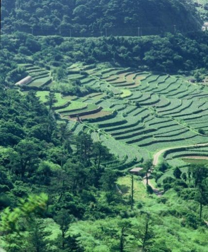 梯田地景