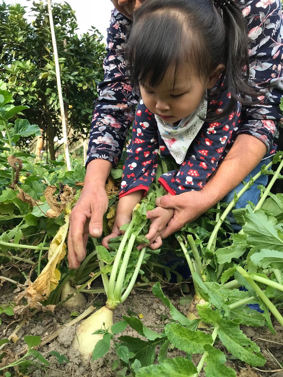 拔呀拔蘿蔔，讓孩子在農園中學習身體大小肌群的運用