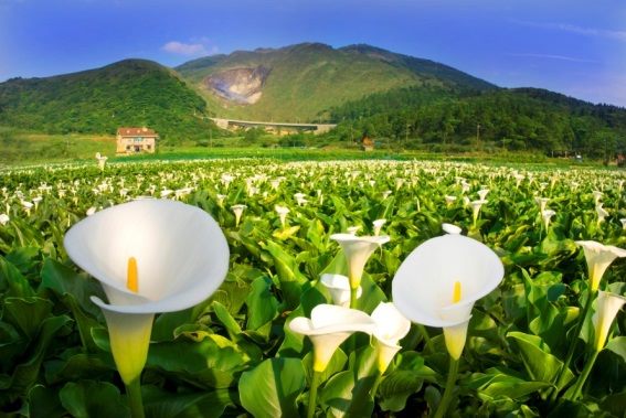 花海景觀