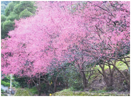 右邊:粉紅花色的杏花樹