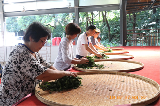 製茶體驗-揉茶體驗