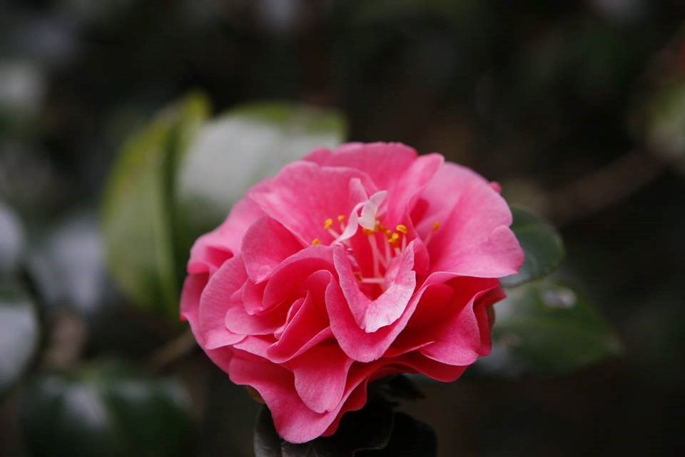 A close look at the showcased camellia
