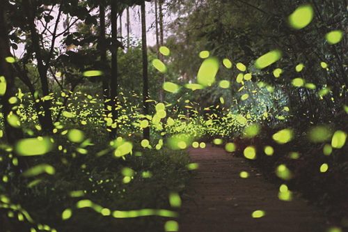 Taipei illuminated with the advent of firefly season