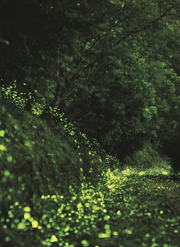 Through the success of firefly repopulation efforts, Taipei City successfully won the bid to host the International Firefly Symposium 2017.
