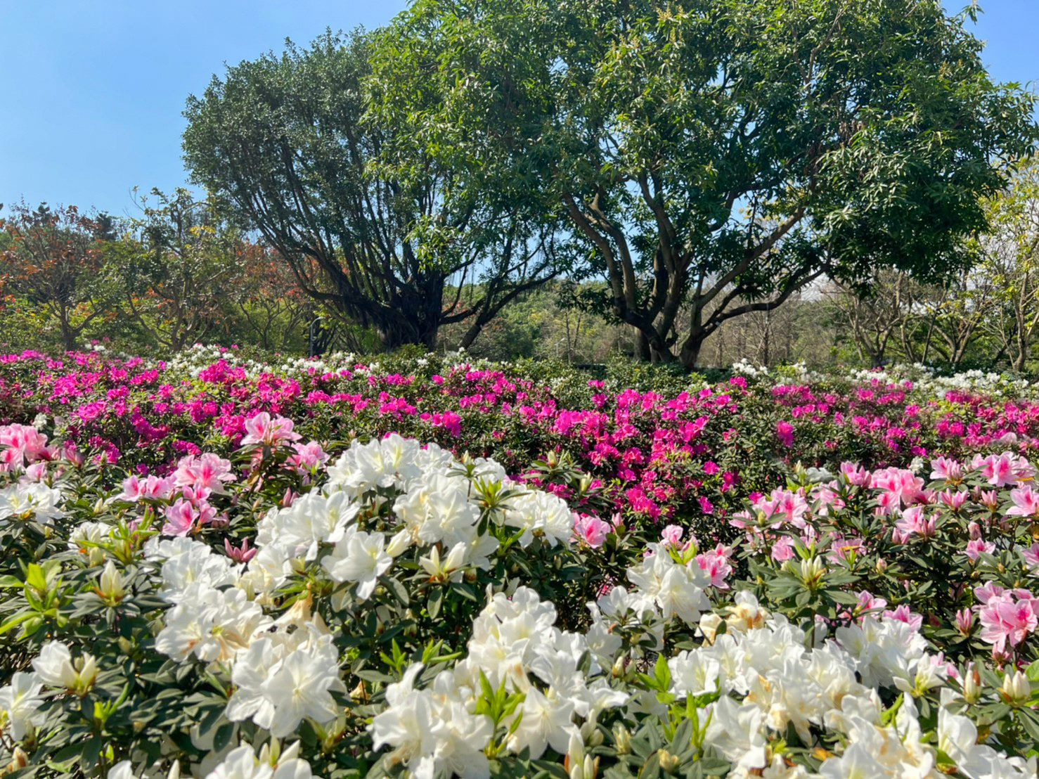 台北杜鵑花季迎接陽光燦爛盛開。