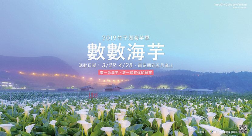 2019竹子湖海芋季-數數海芋