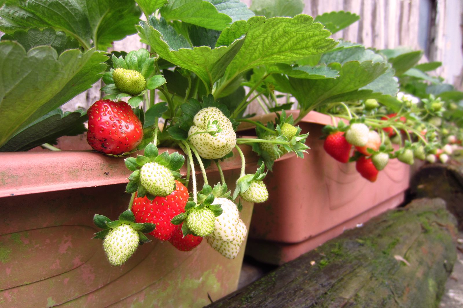 圖2、新鮮草莓