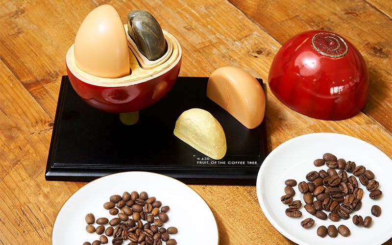 黃介吳用咖啡豆模型來講解不同的咖啡生豆處理方法。