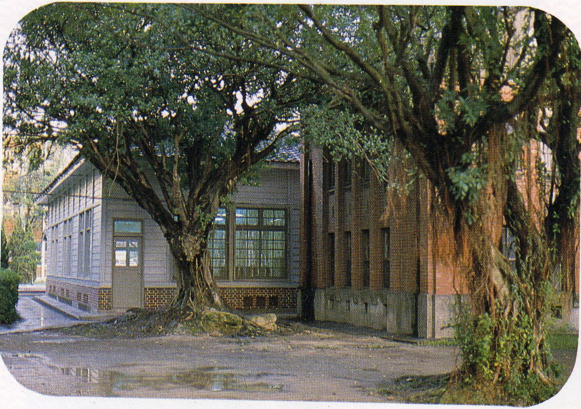 國立臺北工業專科學校之紅樓旁古樹(1983年)