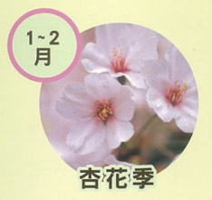 1-2月杏花季示意圖