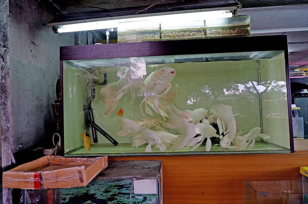 Minquan Aquarium Shops Area Photo 3