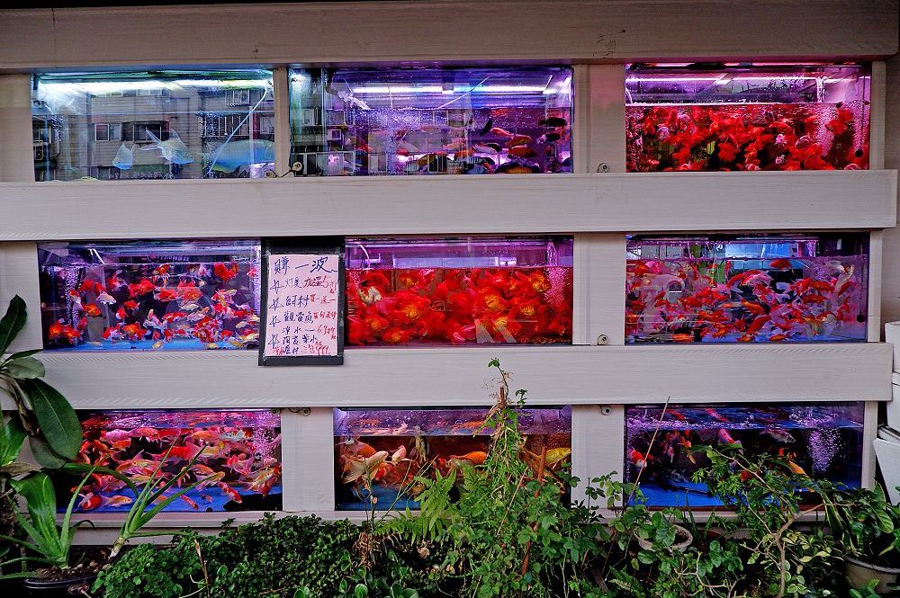 Minquan Aquarium Shops Area Photo 1