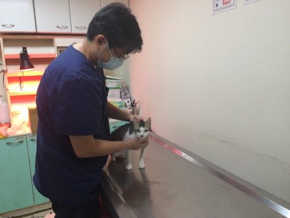 獸醫師檢查貓咪健康