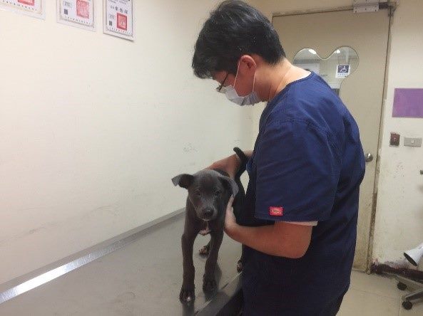 獸醫師檢查狗狗健康、植入晶片及寵物登記、狂犬病預防注射