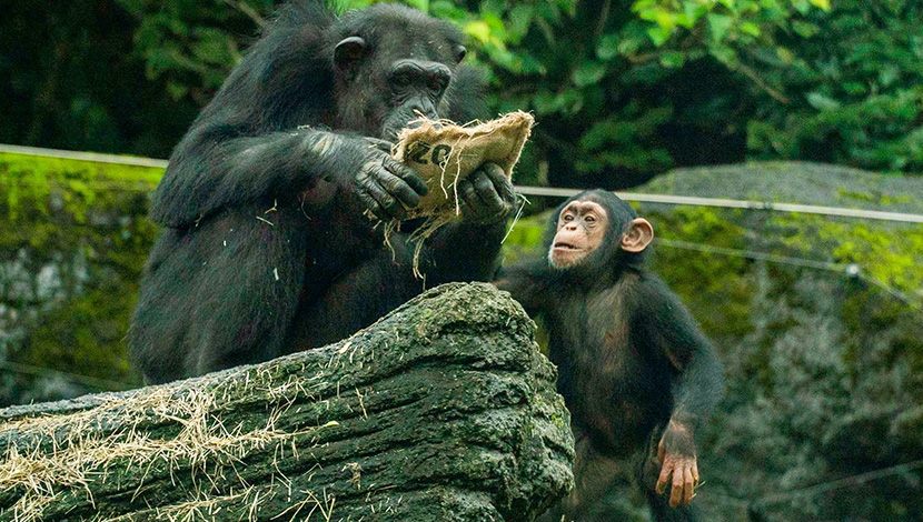 黑猩猩喜迎元宵節 新春小福袋拿不完