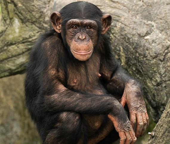 直立左右搖擺不是在玩耍~ 解讀黑猩猩的肢體語言