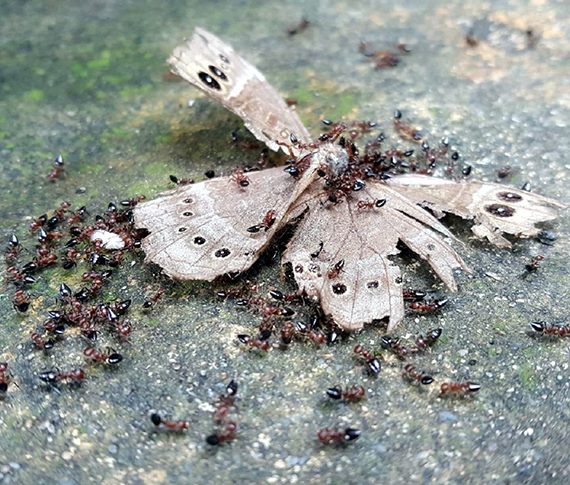 螞蟻未必很忙、近半數閒在家？