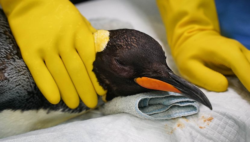 高齡動物福祉靠細心照料～國王企鵝初次白內障手術