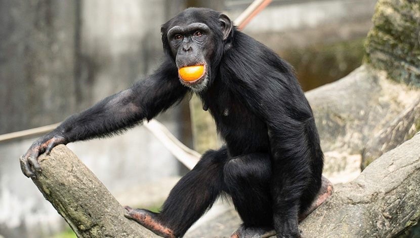 調整食譜豐富化動物生活，黑猩猩展現靈活唇舌功夫