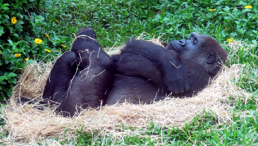 金剛猩猩好「孕」成雙 「寶寶」當爸又當阿公