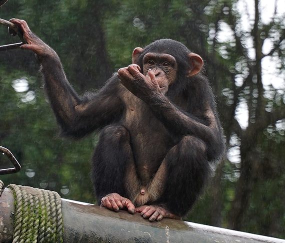 黑猩猩「娃智」成功混群，當老大跟班明哲保身