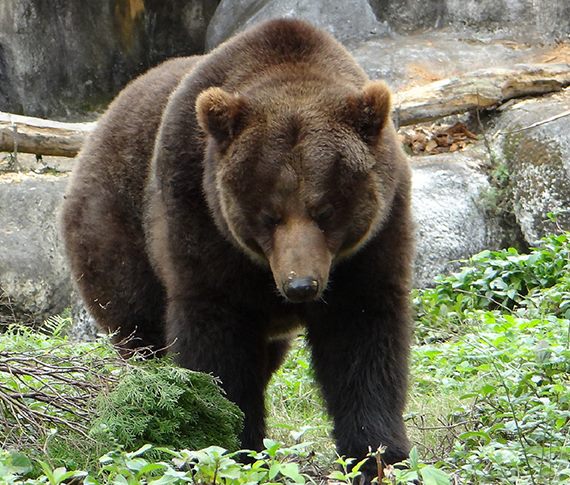 動物園棕熊沒冬眠-天氣冷睡到自然醒