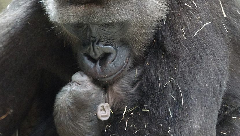 動物園園慶超級彩蛋～首度有金剛猩猩產仔