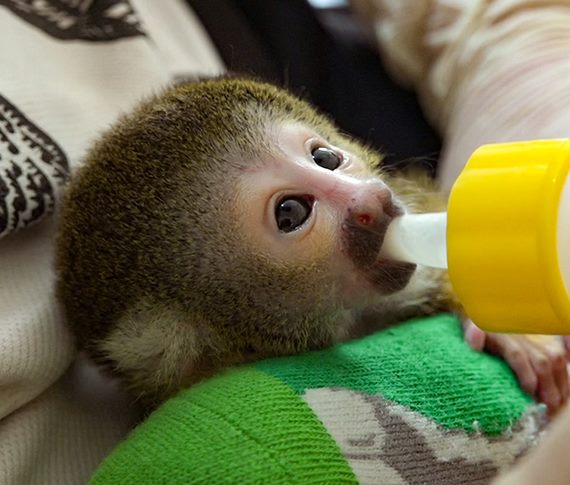 黑冠松鼠猴再添一員～新生寶寶靠人工哺育