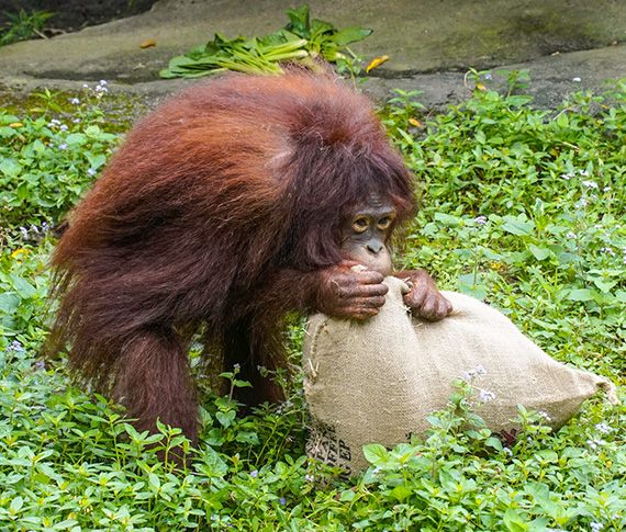 「紅毛猩猩「妞莉」赴新加坡、檢疫期間確保動物福祉