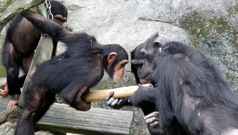 黑猩猩有新玩具~大小朋友來做會