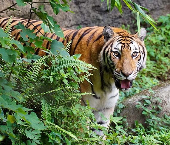 孟加拉虎「新春」賀新年 限量虎年門票開賣啦！