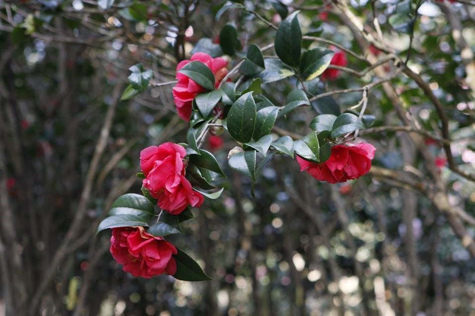 The ten-day-long expo features a variety of camellia flowers.