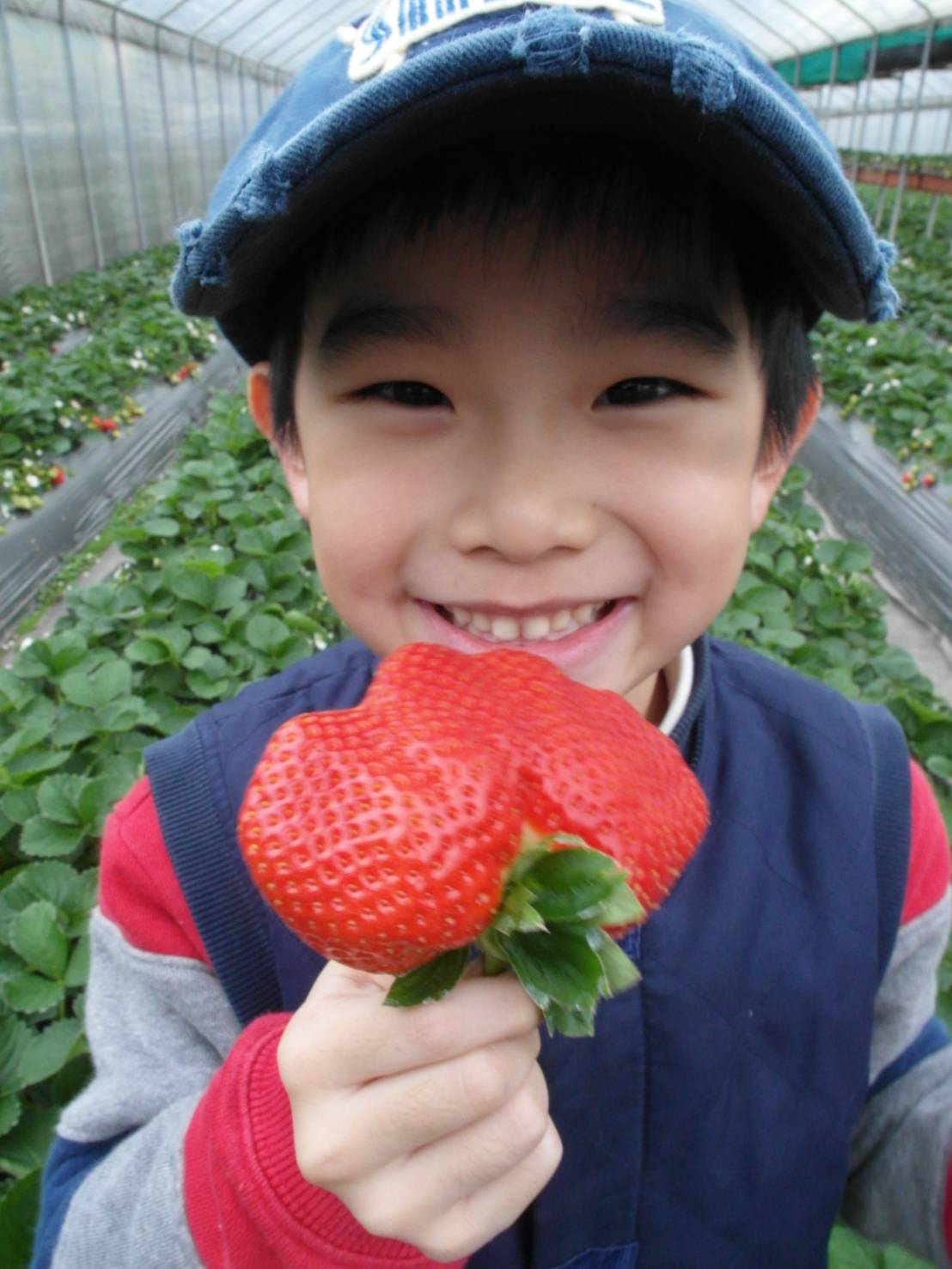 小朋友拿草莓