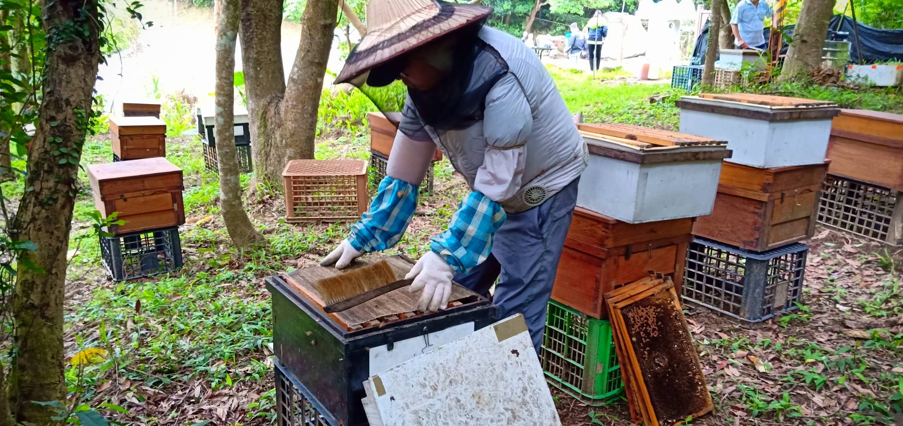 採集蜂蜜