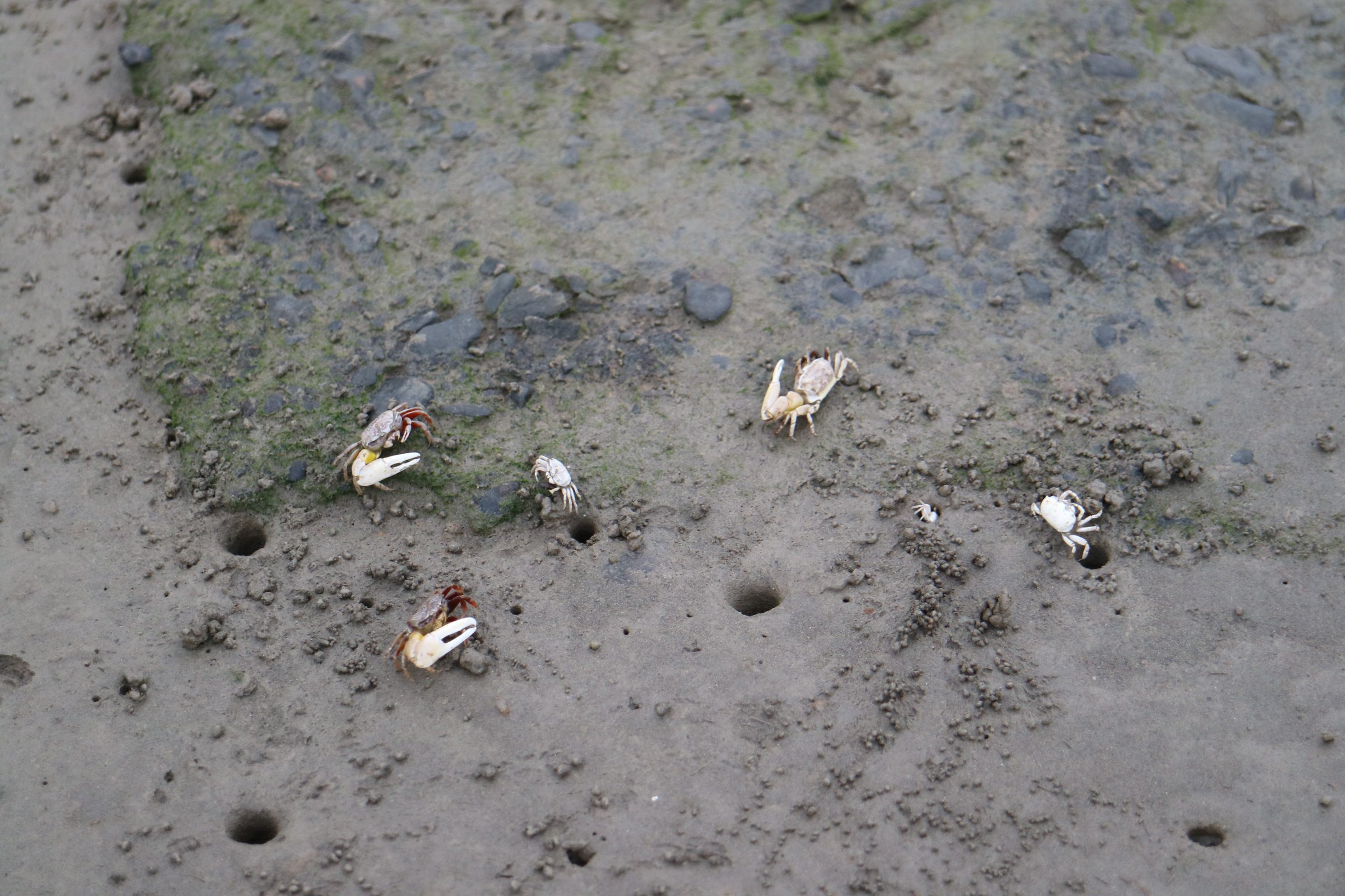 灘地上的螃蟹