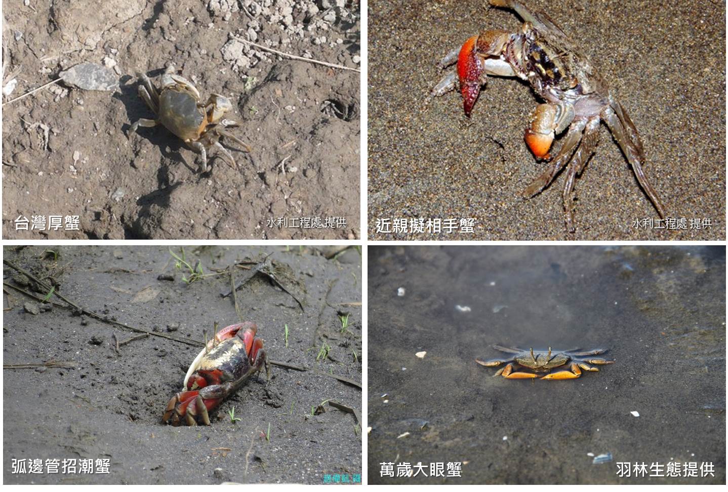 社子島常見螃蟹